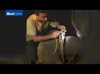 Il commuovente video dell'elefante che piange dopo essere stato salvato dalla cattività