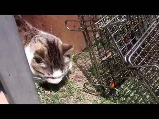 Guardate cosa combina questo gatto randagio