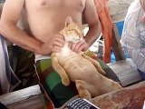 Il video del gatto che si fa massaggiare diventa virale sul web