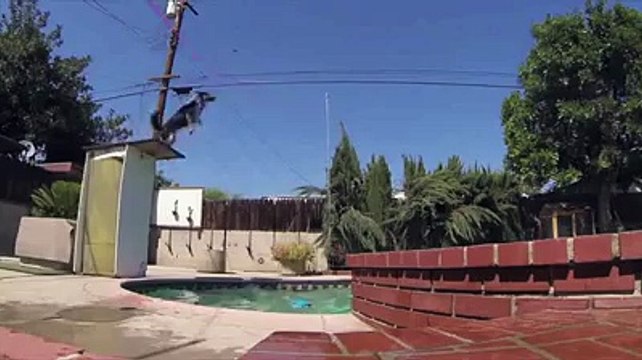 Guardate cosa riesce a fare questo cane!