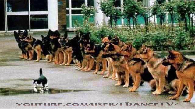 Photos Never Lie Funny Animals Ep13