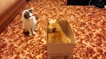 Funny Two Cats Fighting Over Who Gets the Box