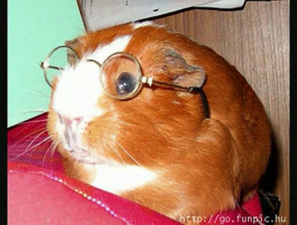 Just for Animal Lovers