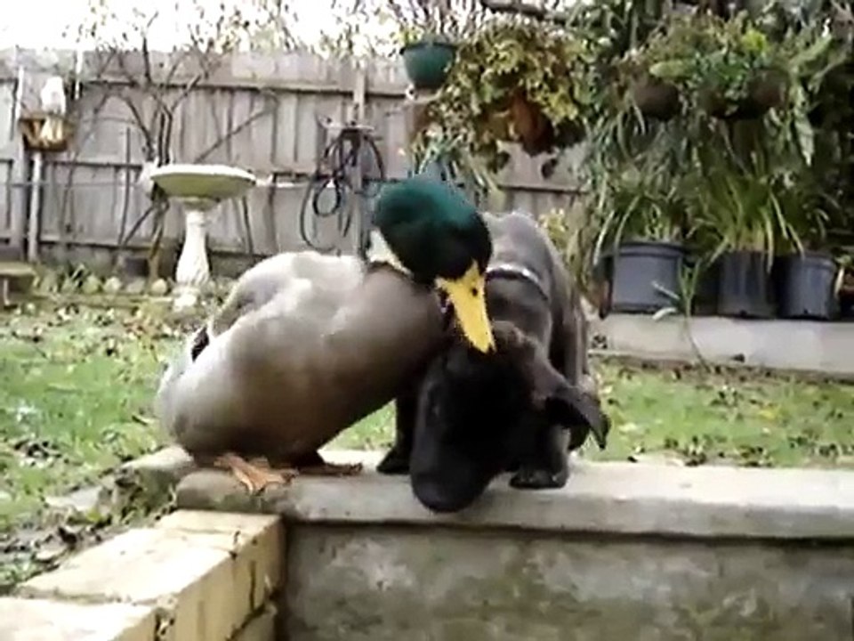DUCK VS DOG