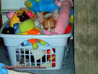 Pets With Their Stuffed Animals