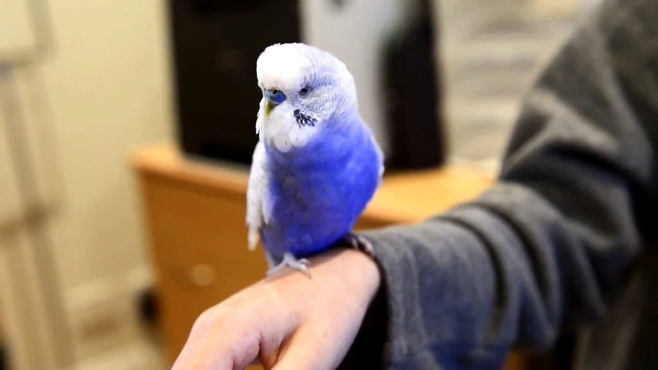 L'oiseau R2D2