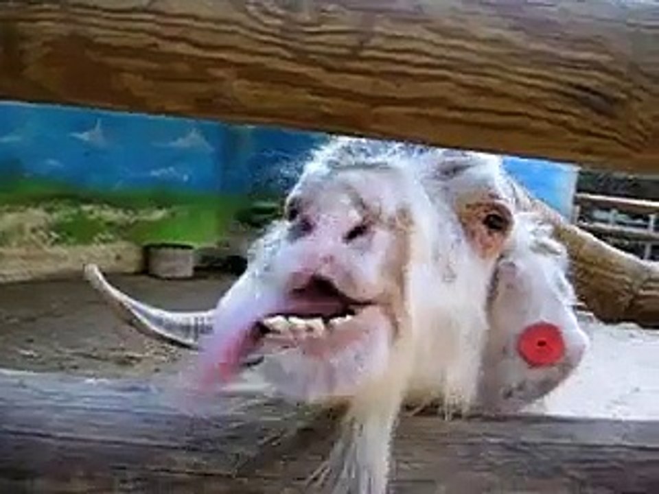 Crazy Goat