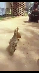 Grey Francolin Fighting