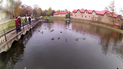 Уфимские Утки в парке имени С.Т Аксакова.