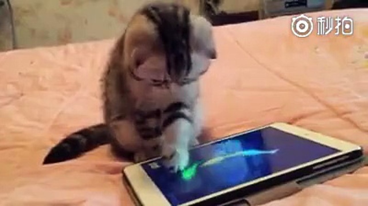 Которыбалка
