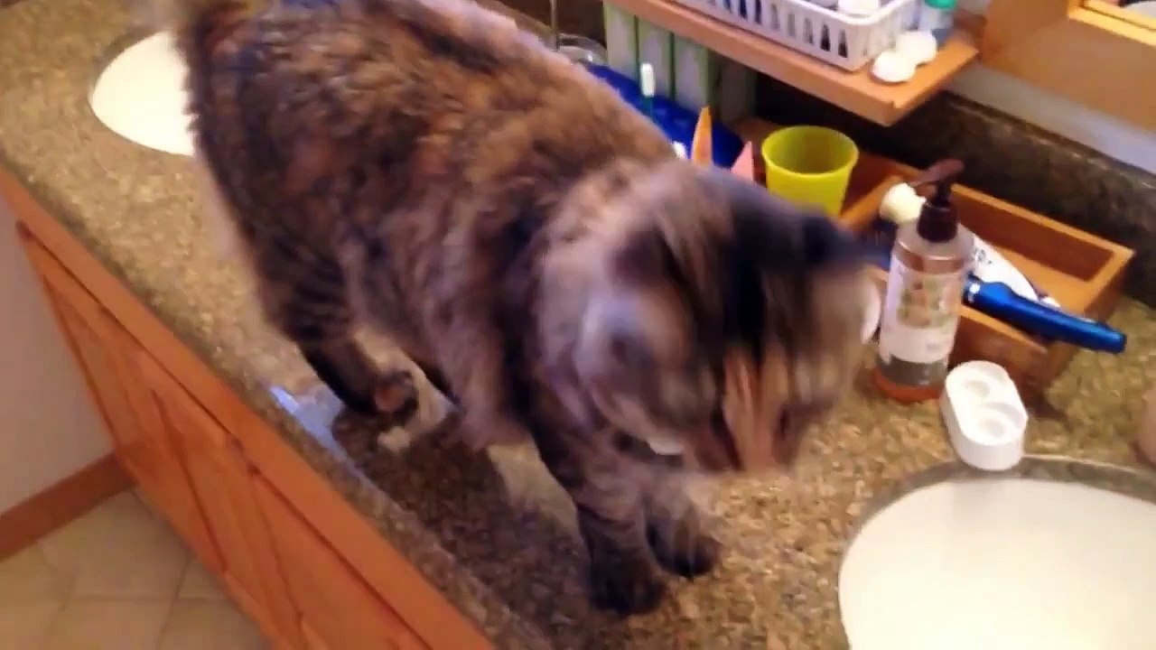 Une compilation de chats qui font Miaou ! avec une bouche d'être humain.