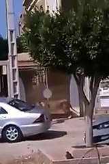 عاجل : هروب اسد من حديقة "البلفدير " والقضاء عليه بطلق ناري