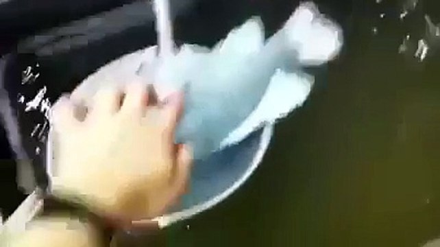 Un débile met un poisson vivant dans de l'azote liquide