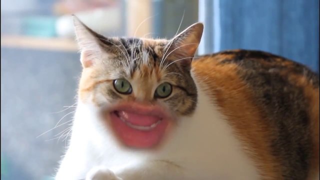 Des chats avec une bouche d'être humain