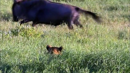 Belgesel | Buz Devri Canavarları: 1. Bölüm