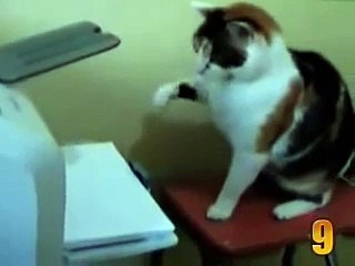 funny Video - humorous moments of cats