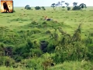 Lion Wrestles Tough Eagle to Snatch Prey