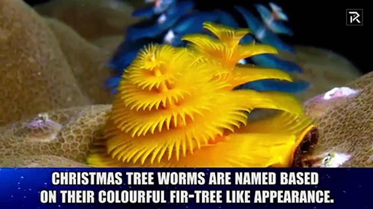 10 Creepy Sea Creatures You Didn't Know Existed