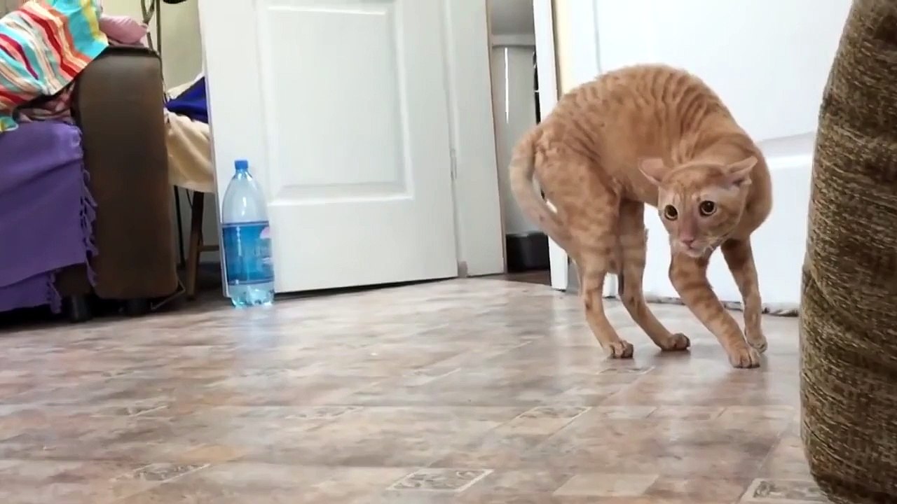 Реакция кота на сирень. Такого я еще не видел