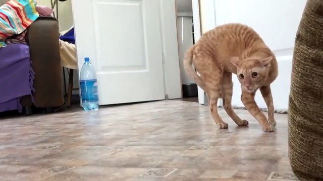 Реакция кота на сирень. Такого я еще не видел