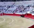 Bullfight Very strong bull