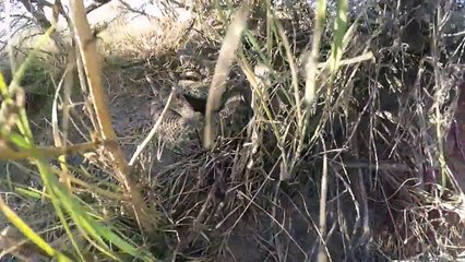 GoPro tombe dans un nid de serpent