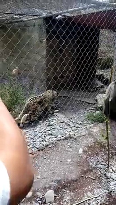 AMAZING ANIMAL