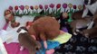 30ème  vidéo La maman staffordshire bull terrier  et ses chiots de STAFFORDLAND