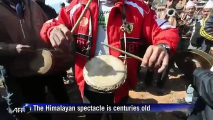 Bullfighting Nepalese style