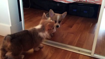 Un chiot corgi vient de voir un miroir pour la première fois