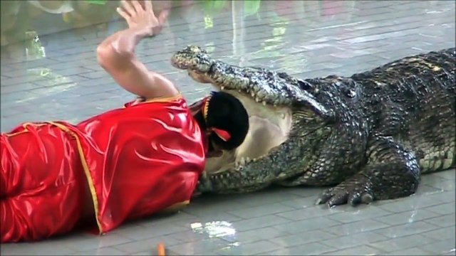 Il rentre son bras jusqu'à l'estomac d'un crocodile