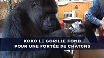 Koko le gorille fond pour une portée de chatons