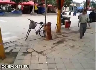 Лучший охранник в мире