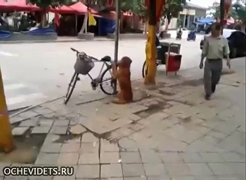 Лучший охранник в мире