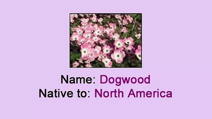Florist in Manhattan - Dogwood and How to Care for it