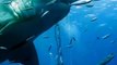 Biggest Great White Shark ever seen on earth _ and this diver touches it! Crazy -