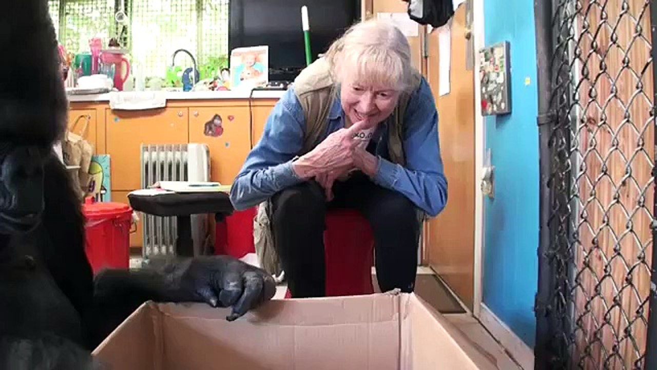 Meet Kokos New Kittens