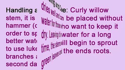 A Florist in NYC on Curly Willow