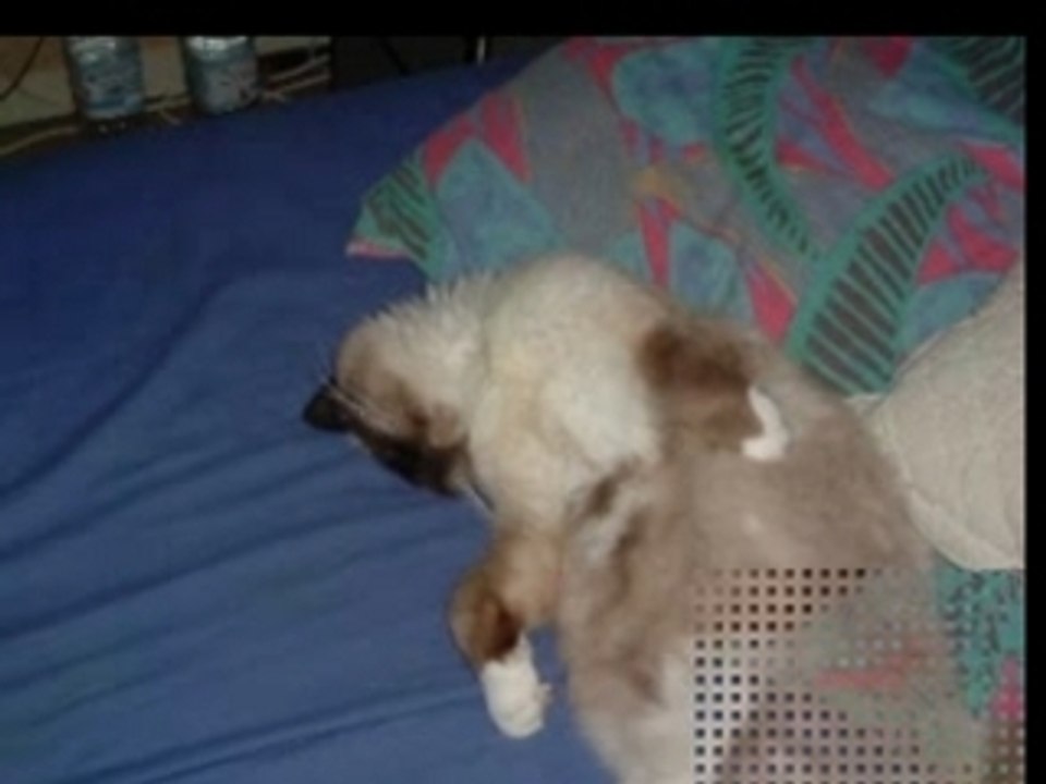 LES CHATS