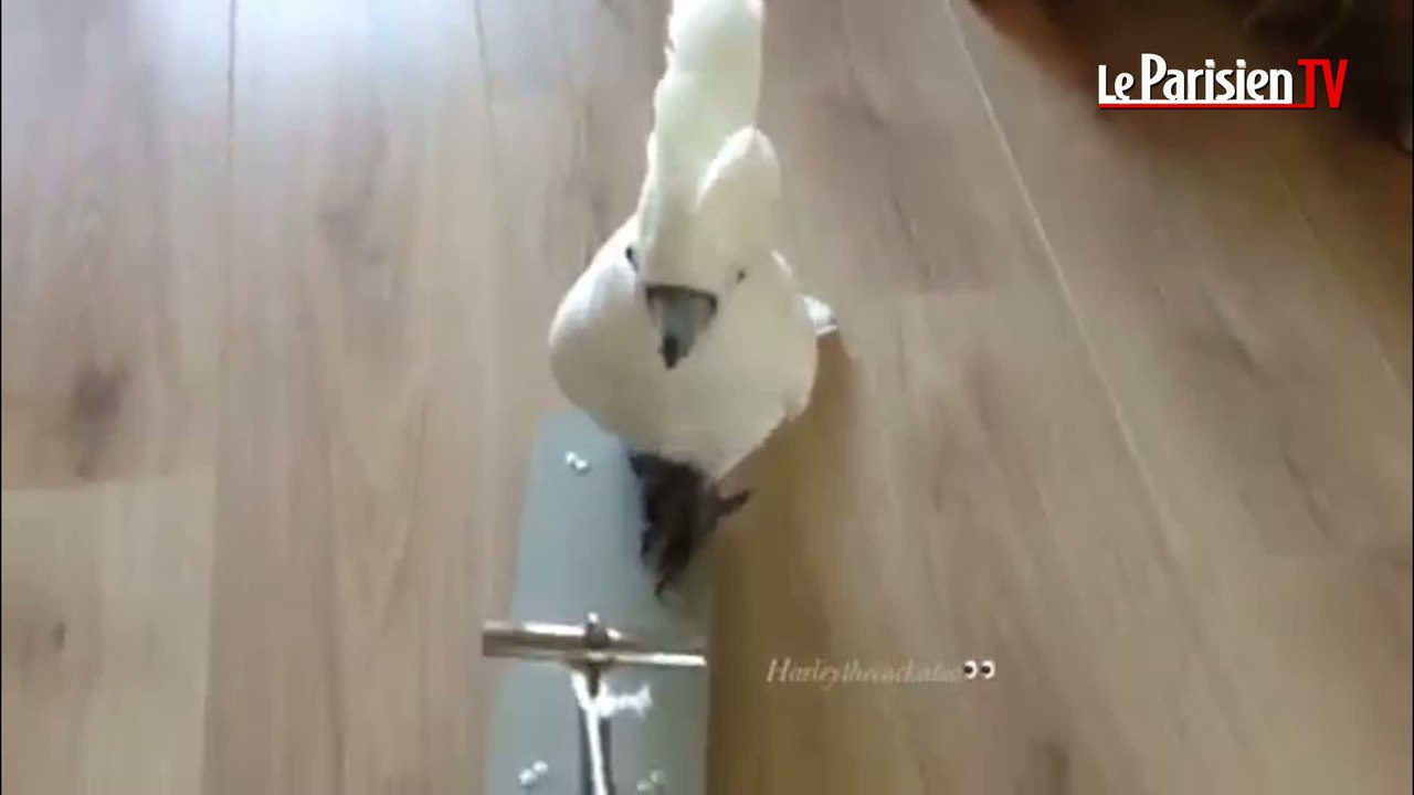 Harley, le perroquet qui fait de la trottinette