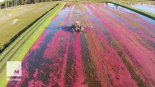 Aerial footage captures the beauty of harvesting cranberries