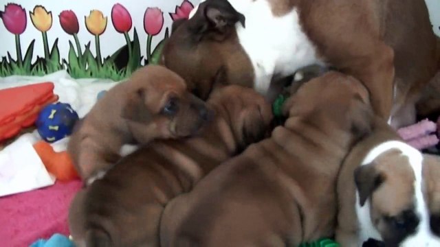 32ème vidéo La maman staffie et ses chiots de STAFFORDLAND