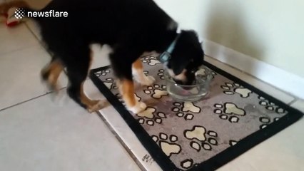 Puppy has first experience with cold water... can't comprehend it!