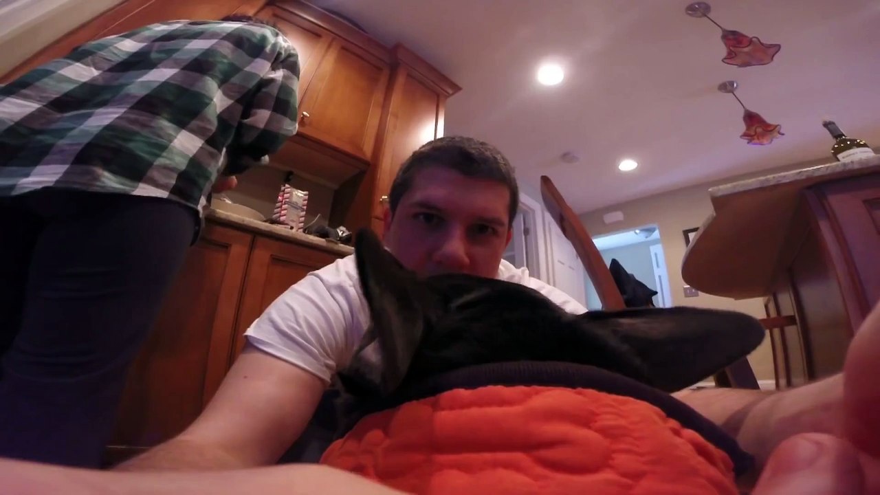 Premier jour de neige vu par un chien