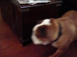 perpetual motion bulldog cant be stopped