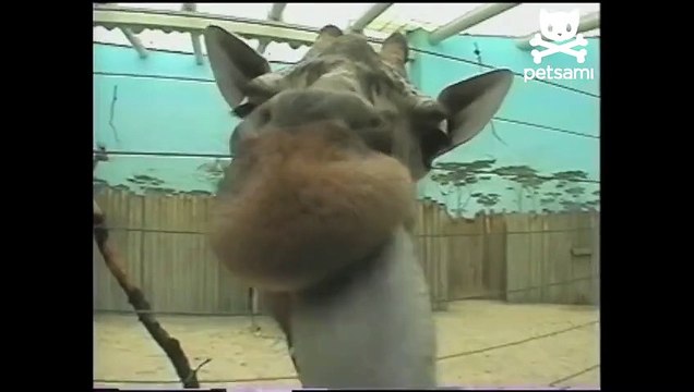 Jolly giraffe licks the camera