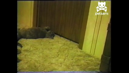 Clever escape artist cat shows how its done