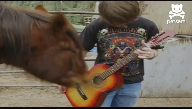 Rock n roll horse plays the guitar