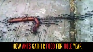 How Ant Gather Food For Hole Year