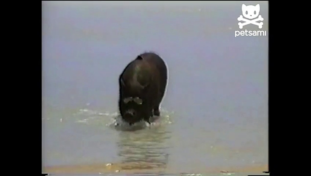 Surfer pig sports sunglasses